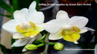 Online Orchid Supplies by Green Barn Orchid