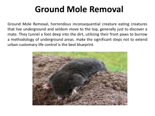 Best Ground Mole Removal