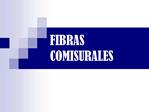 FIBRAS COMISURALES