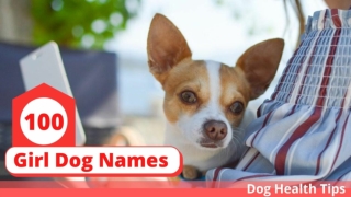 Female Dog Names: 100 of the Top Girl Dog Names for 2020 ! Dog Health Tips 2020
