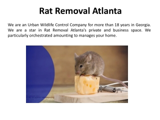 Rat Removal in Atlanta
