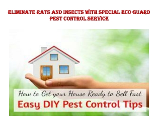 Eliminate Rats and insects with special Eco Guard Pest Control service