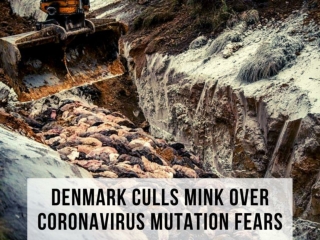 Denmark culls mink over coronavirus mutation fears
