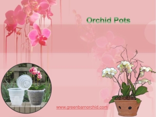 Orchid Pots for Sale