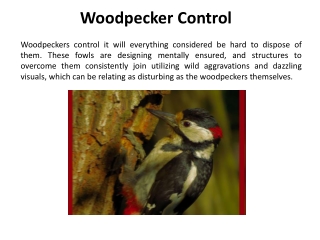 Woodpecker Control in Atlanta