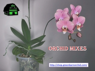 Orchid Mixes | Shop.greenbarnorchid.com