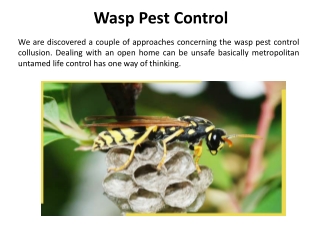 Wasp Pest Control in Atlanta