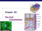 Chapter 6C. The Cell: Cytoskeleton