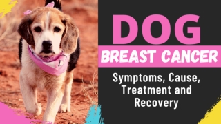 Dog Breast cancer 2020 : Types, Symptoms, Treatments and Recovery ! Dog Health Tips