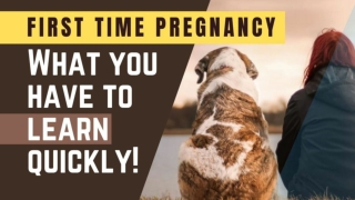 First Time Dog Pregnancy What you have to learn quickly ! Dog Health Tips 2020