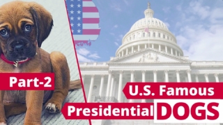 History of U S  famous Presidential Dog Part 2