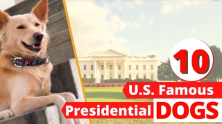Top 10 U S  Famous Presidential Dogs list In 2020 ! Dog Health Tips