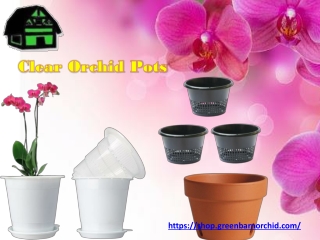 Best Clear Orchid Pots for Sale in Florida