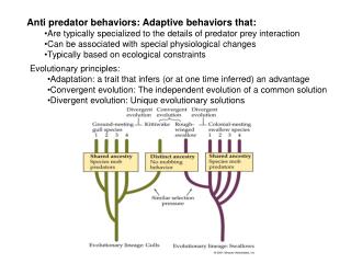 Anti predator behaviors: Adaptive behaviors that: Are typically specialized to the details of predator prey interaction