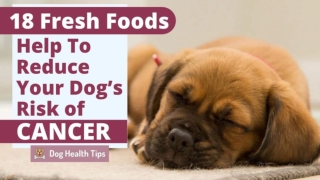 18 Fresh Foods help to Reduce Your Dog’s Risk of Cancer ! Dog Health Tips 2020