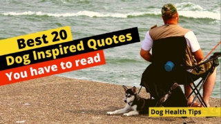 20 of the Best Dog Inspired Quotes 2020 ! Dog Health Tips