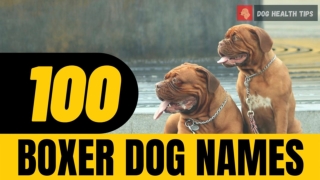 Top 100 Most Popular Boxer Dog Names of 2021 !  Unique  Puppy Names