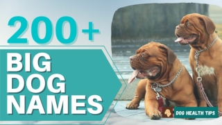 Over 200 Creative Big Dog Names ! Explore the list ! Dog Names 2021 ! Unique Pet Names