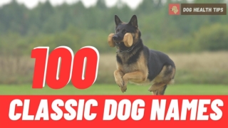 Top 100 Classic Dog Names 2021 ! Unusual Male And Female Dog Names ! Pet Names 2021