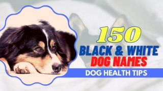 Over 150 Best Black And White Dog Names For Your Bicolor Puppy ! Unique Dog Names 2021