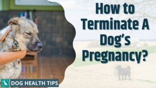 How to Terminate A Dog’s Pregnancy ! Dog Health Tips 2021