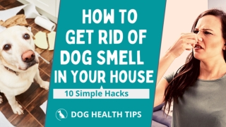 How to get rid of dog smell In Your House 2021 ! Dog Health Tips ! Pet Care Tips