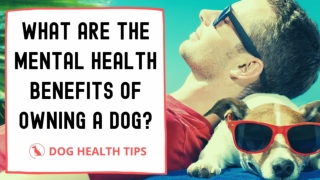 What are the mental health benefits of owning a dog 2021 ! Dog health tips ! Pet lovers