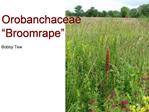 Orobanchaceae Broomrape