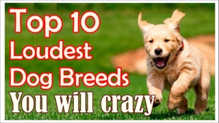 10 Loudest Dog Breeds, you will crazy !! 10 Dog Breeds Barking HD Sound Effect