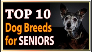 Top 10 Best Dog Breeds for Seniors and Retirees !! dogs 101