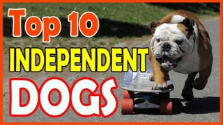 top 10 independent dog breeds