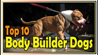 Top 10 Body Builder Dogs !! Top 10 muscular dog breeds In the World