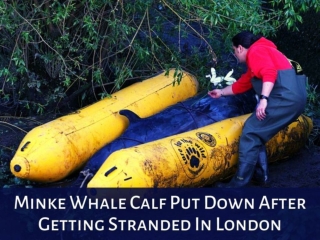 Minke whale calf put down after getting stranded in London
