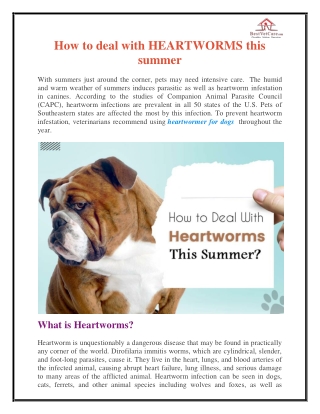 How to deal with HEARTWORMS this summer