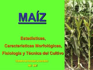 MAÍZ Estadísticas, Características Morfológicas, Fisiología y Técnica del Cultivo Cátedra de Forrajes y Cereales