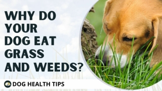 Why Do Your Dog Eat Grass and Woods ! Dog Health Tips ! Pet Care 2021