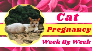 Cat Pregnancy  week by week cat pregnancy timeline with pictures ! Cat health tips 2021