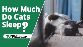 How Much Do Cats Sleep 2021 ! Cat Health Tips ! Pet Care 2021