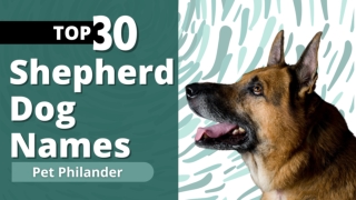 Top 30 German Shepherd Dog Names of 2021 by Popularity ! Unique Dog Names