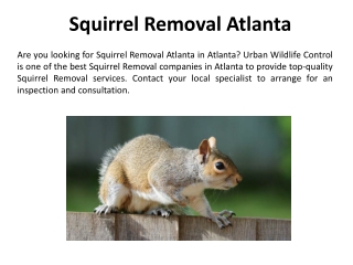 Squirrel Removal in Atlanta