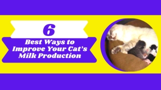 Top 6 Best Ways To Improve Cat Milk Production 2021 ! Pet Health Tips ! Cat Pregnancy