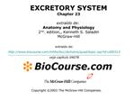 EXCRETORY SYSTEM Chapter 23 extra do de: Anatomy and Physiology 2nd. edition,, Kenneth S. Saladin McGraw-Hill