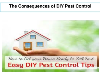 The Consequences of DIY Pest Control