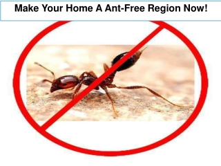 Make Your Home A Ant-Free Region Now!