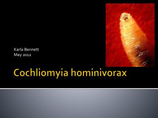 Cochliomyia hominivorax