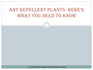 Ant Repellent Plants- Here’s What You Need To Know