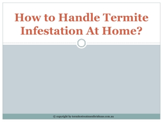 How to Handle Termite Infestation At Home?