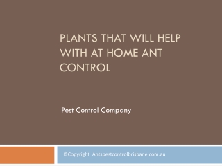 Plants That Will Help With At Home Ant Control