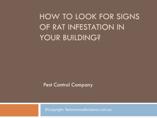 How to Look For Signs of Rat Infestation In Your Building?