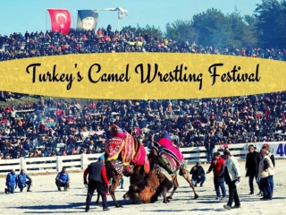 Turkey's Camel wrestling festival